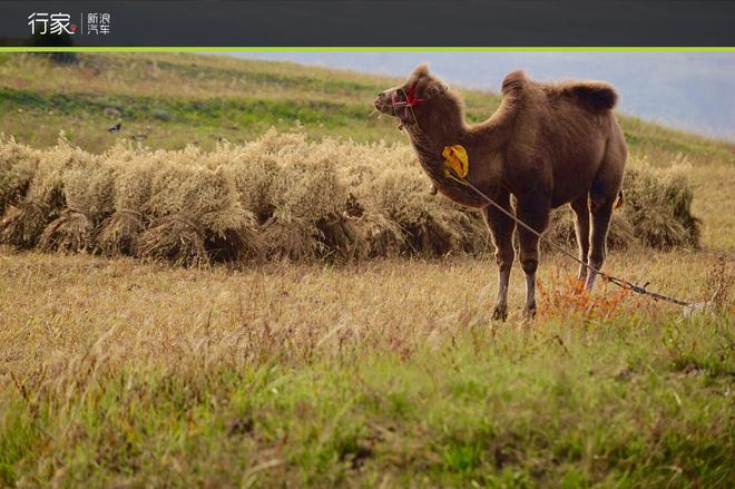 自驾草原天路 见证最后的秋天童话