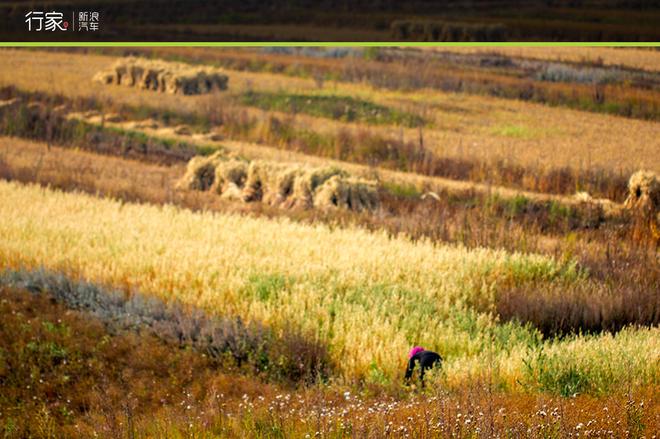 自驾草原天路 见证最后的秋天童话
