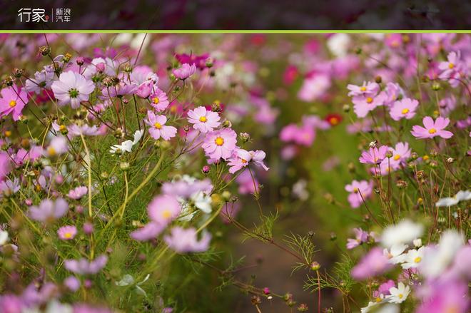 自驾草原天路 见证最后的秋天童话