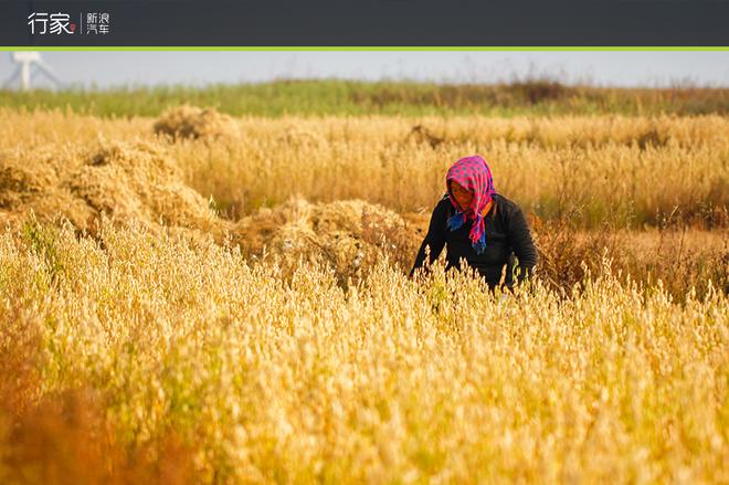 自驾草原天路 见证最后的秋天童话