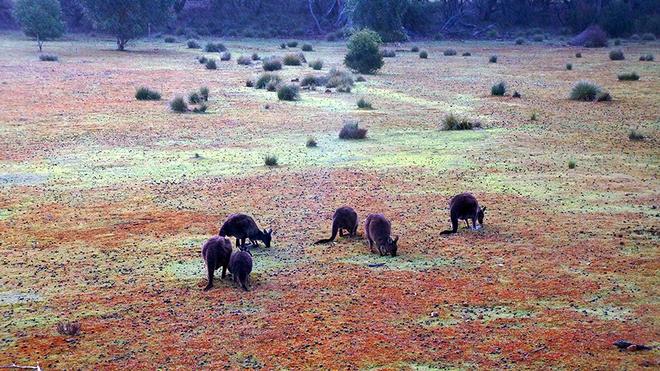 招募|花2万就能自驾澳洲12天吃大龙虾