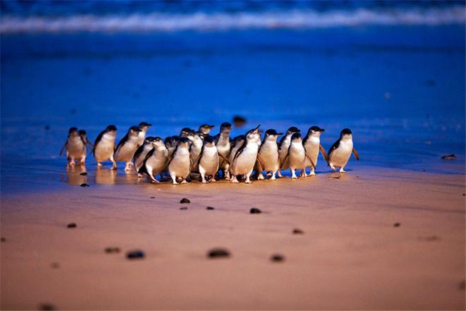 招募|花2万就能自驾澳洲12天吃大龙虾