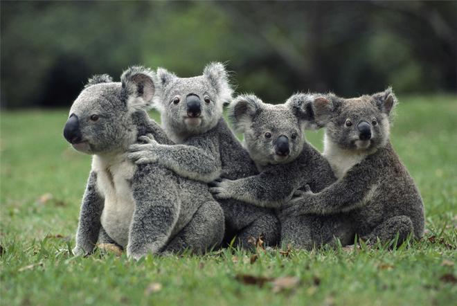 招募|花2万就能自驾澳洲12天吃大龙虾