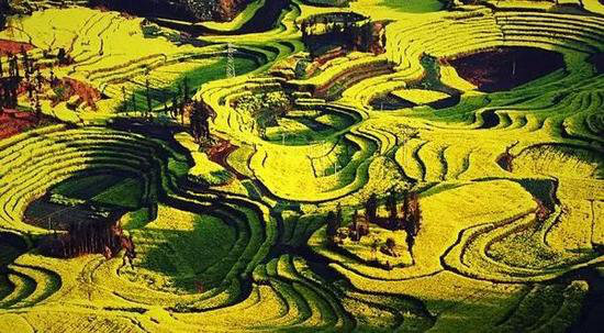 还盼着冬天逝去？自驾2月最美油菜花田吧