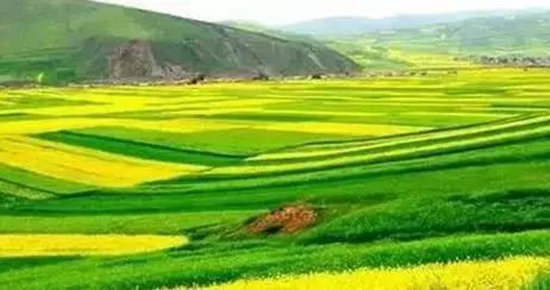 还盼着冬天逝去？自驾2月最美油菜花田吧