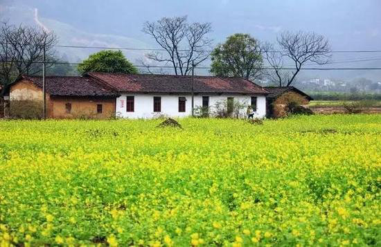 还盼着冬天逝去？自驾2月最美油菜花田吧