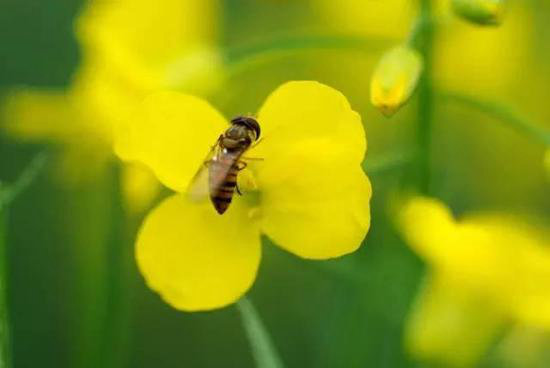 还盼着冬天逝去？自驾2月最美油菜花田吧