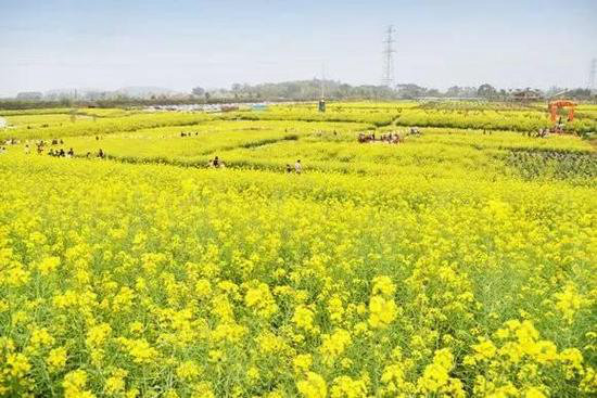 还盼着冬天逝去？自驾2月最美油菜花田吧