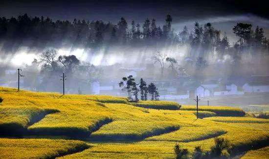 还盼着冬天逝去？自驾2月最美油菜花田吧