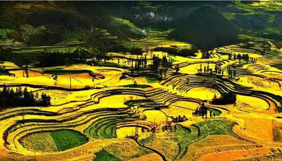 还盼着冬天逝去？自驾2月最美油菜花田吧