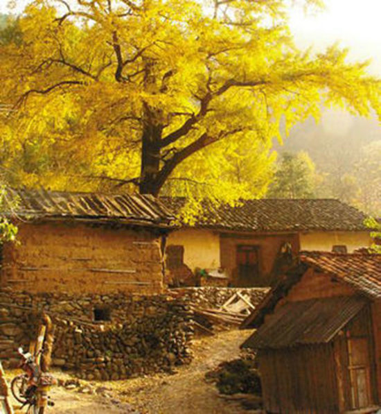 钟祥娘娘寨银杏下的老房子