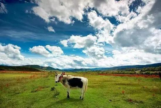 这些适合夏季旅行的地方你自驾过吗?(上)
