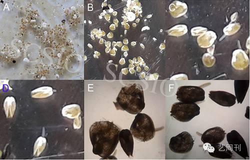 海底象牙现身真人秀:《我们的法则》下海捞砗磲
