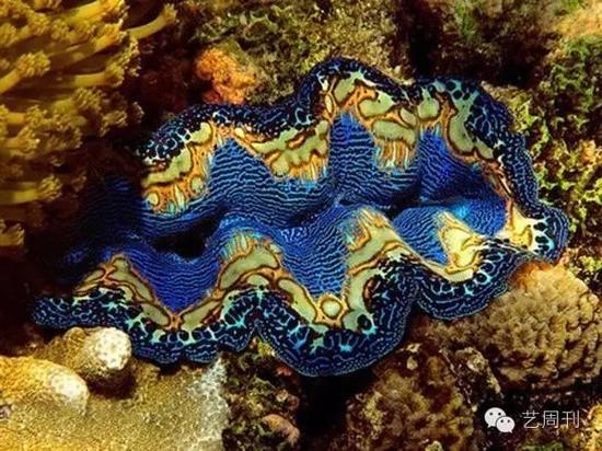 海底象牙现身真人秀:《我们的法则》下海捞砗磲