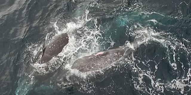 无人机捕捉鲸鱼嬉戏交配：海豚成吃瓜群众一旁观看