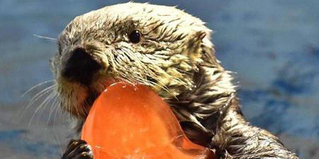 萌萌哒情人节！日本公园海獭啃心形大冰块 单身狗被暴击
