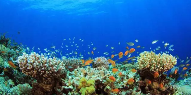 养了这么多年鱼你家鱼会嘘嘘吗？鱼在水中游排尿很自由