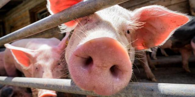 人猪嵌合！在猪体内培植的人体器官你敢用吗？