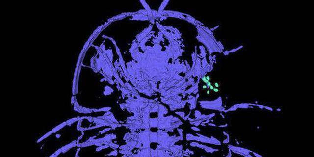 厉害了我的哥！古老三叶虫生殖器在头顶上！