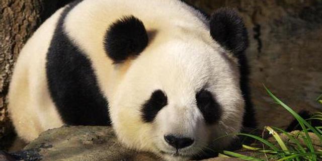 凶猛爱吃肉！软萌国宝野性大发 大熊猫啃食村民山羊