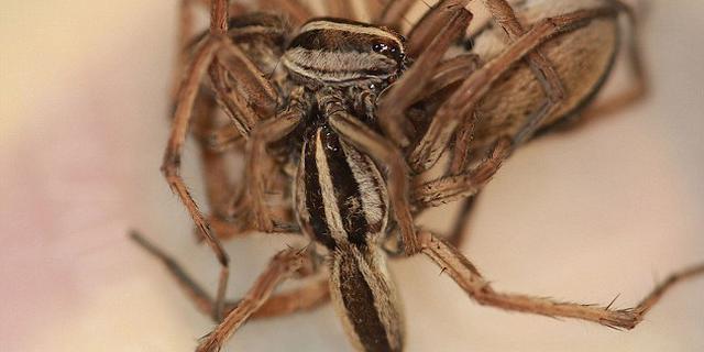 涨姿势！蜘蛛交配还玩3P？时间居然长达4小时