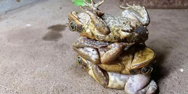 蟾蜍叠叠乐：澳男子完美展现蟾蜍叠加技巧