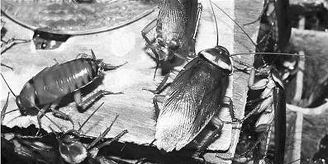 涨姿势！蟑螂不交配也能单性繁殖 能彻底灭绝吗