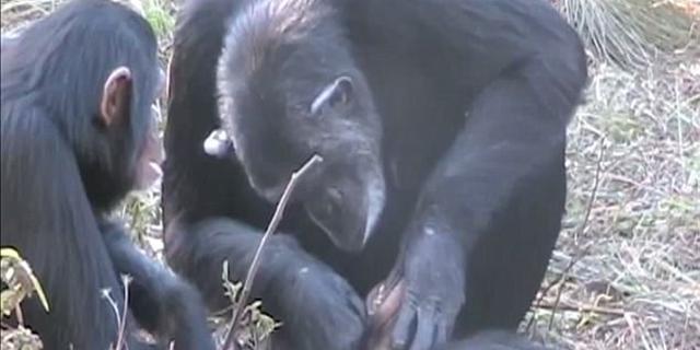 心碎一刻！赞比亚黑猩猩为死去养子清洁牙齿