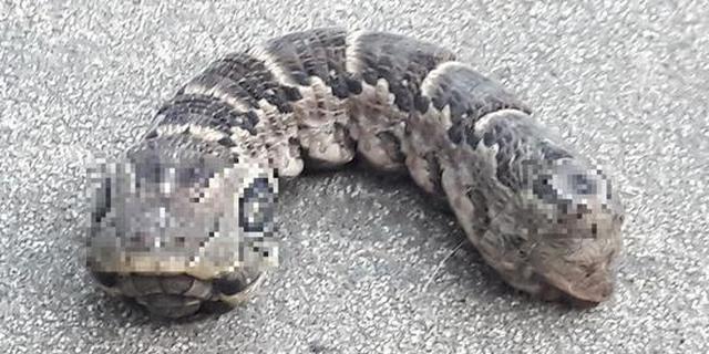 阿根廷惊现三眼双头生物：数万网友围观猜测