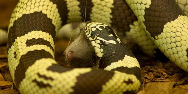 最强绞杀者：王蛇致命缠绕 可使人体血液流动停止