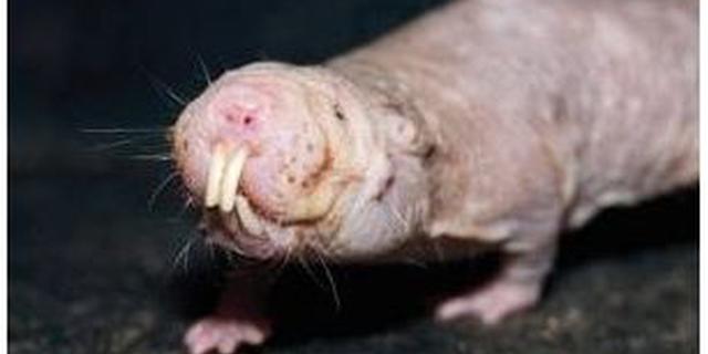 厉害了我的鼠！无毛鼹鼠无氧时分解果糖生存还是癌症克星