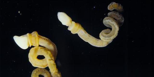 生物学家发现5亿年前新物种：这长相简直不可描述