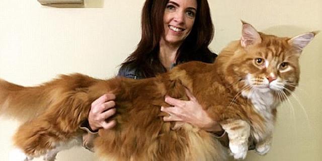 澳大利亚“网红猫”体长1米2 或打破吉尼斯纪录