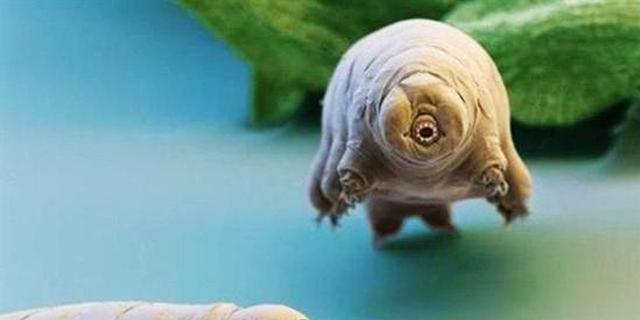 地球上最顽强的生物！不喝水能活120年