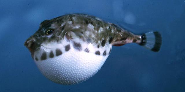 河豚海底求偶也是行为艺术：花费6周打造出圆圈