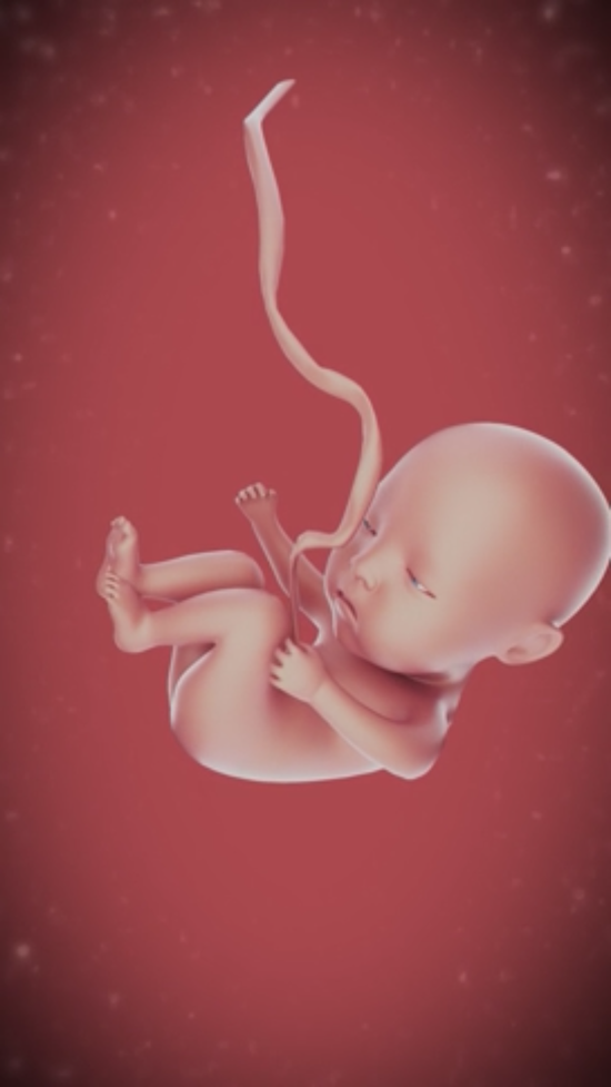 荔枝宝宝app上线让3d胎宝宝陪你度过快乐孕期