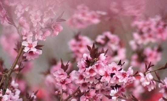 三月桃花开
