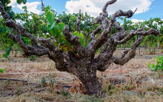 巴罗萨谷(barossa valley)的老藤