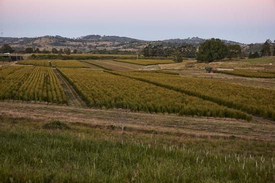 嘉媚乐茶树庄园全景这种爱的传递,camenae嘉媚乐从未惜力,从未停止.