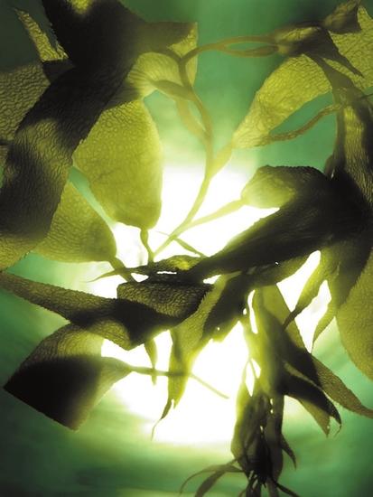 深海巨藻 :全脸深度保湿,实现肌肤弹嫩细滑