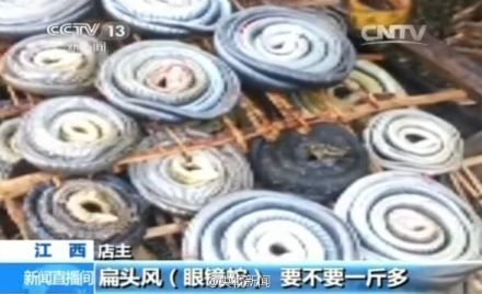 无证商家出售野生动物
