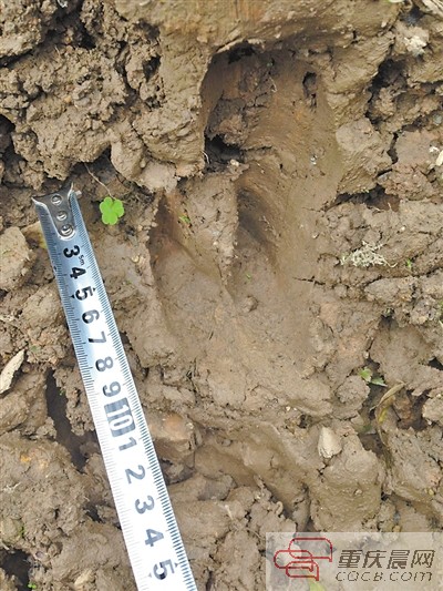 野猪脚印长10厘米