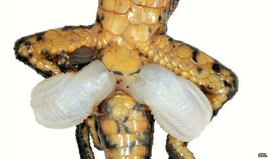 蜥蜴拥有双阴茎,最新的研究显示其起源可能与四肢的产生有关.