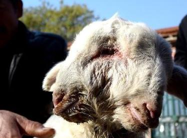 山东发现双头羊已成长近30天