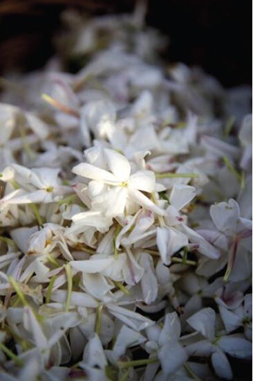 n5香水的核心格拉斯茉莉