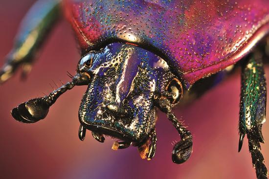 紫罗花金龟鞘翅密布小点和皱纹,在光线的照射下,它们身上的甲壳闪烁着
