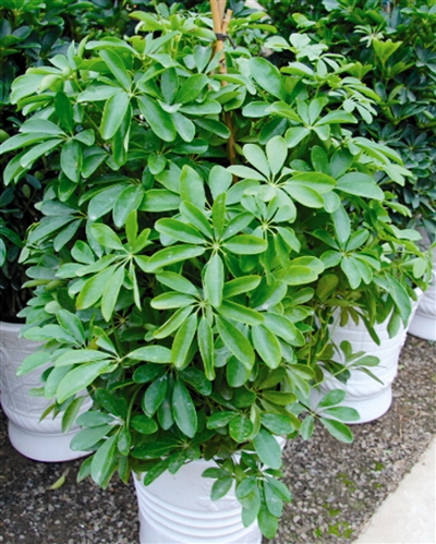 湖南江华发现树龄约500年的巨型摇钱树