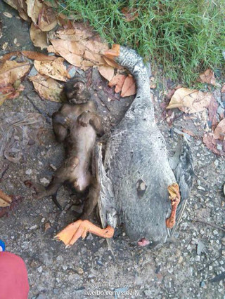 民宅起火 猴子或为救鹅被烧死