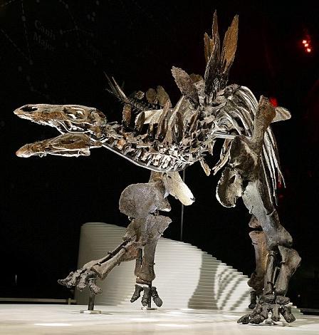 迄今最完整剑龙骨架将在伦敦展览