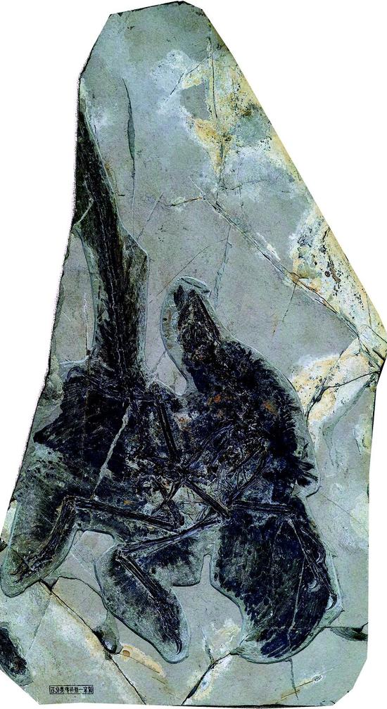 长羽毛的恐龙化石图片图片